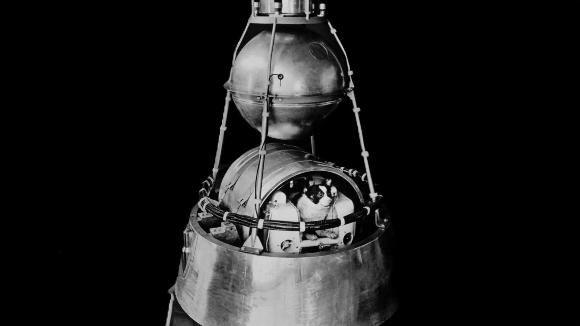 لایکا، اولین سگ فضانورد