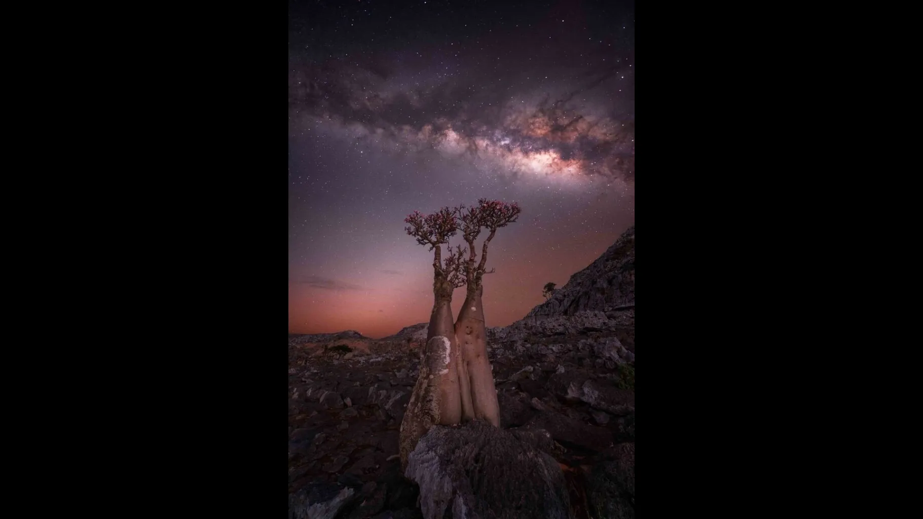 Blooming Bottle Tree Tripswithrosie Rositsa Dimitrova