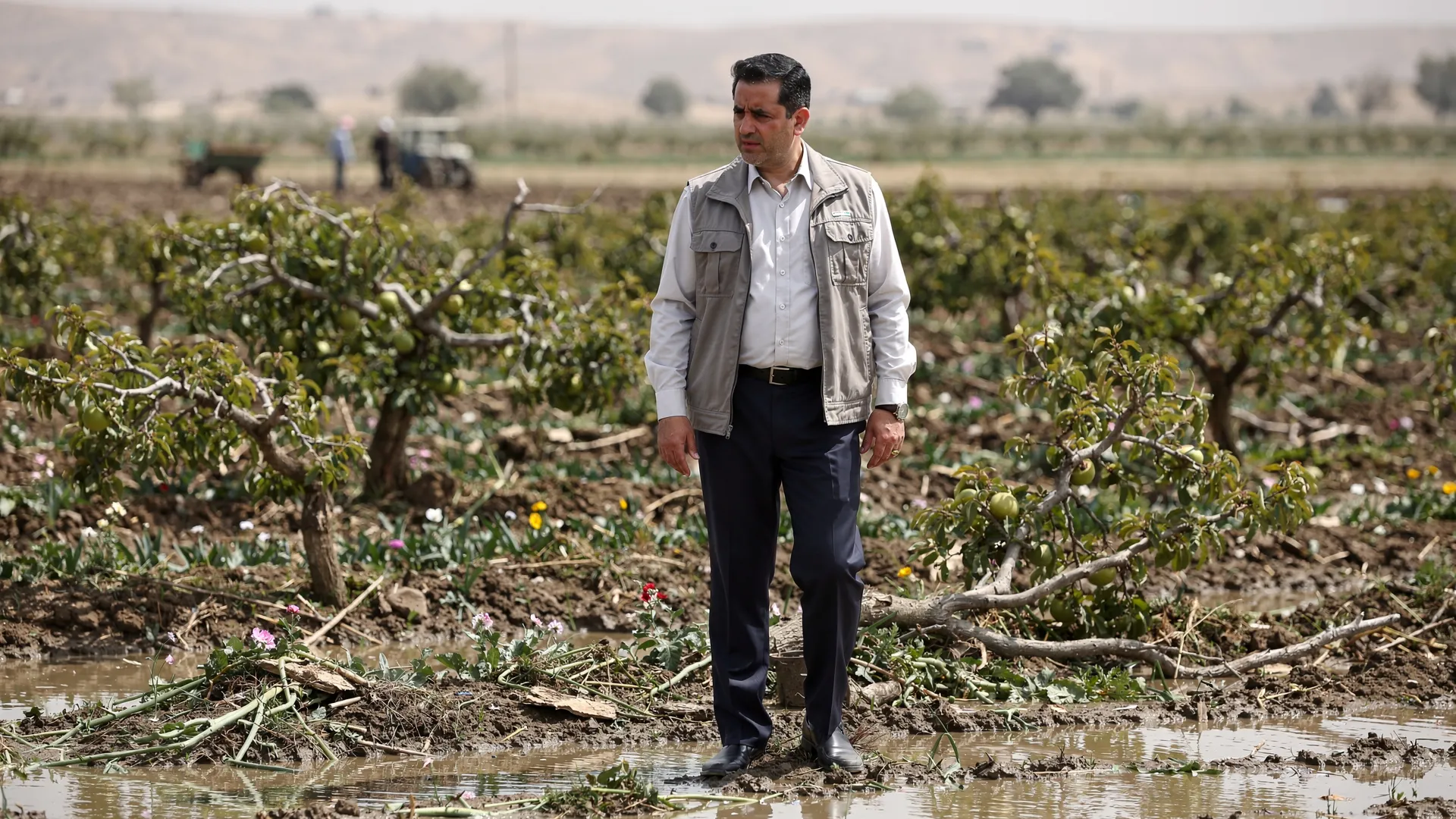 کارشناس رسمی کشاورزی در حال برآورد خسارت وارده