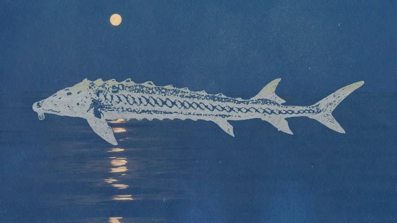 ماه ماهی خاویاری